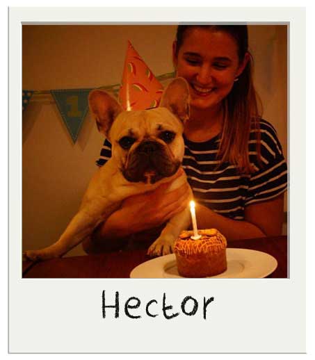 Hector avec son gateau d'anniversaire pour chiens